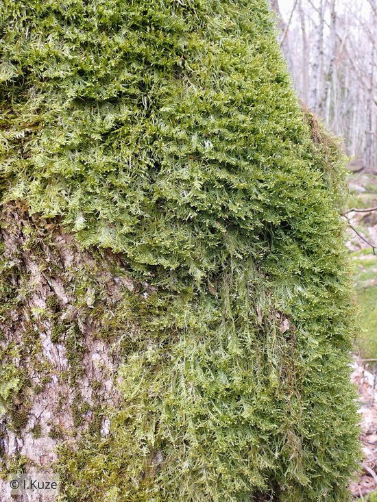 Alleniella complanata